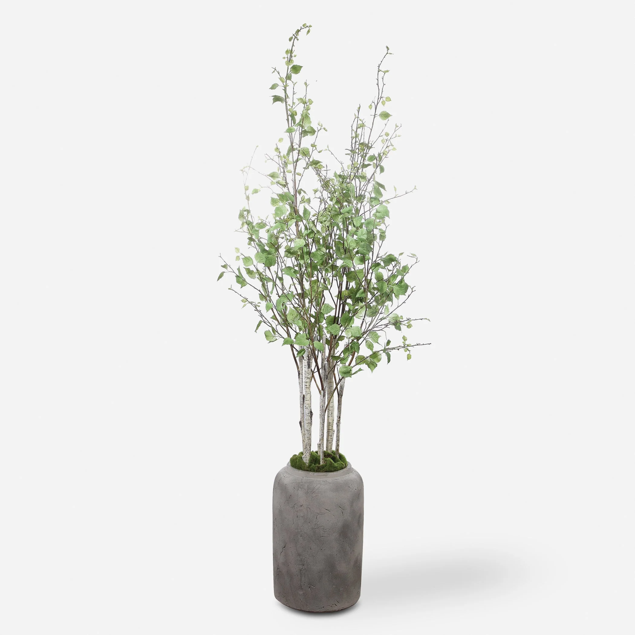 Aldis Potted River Birch - Image 5