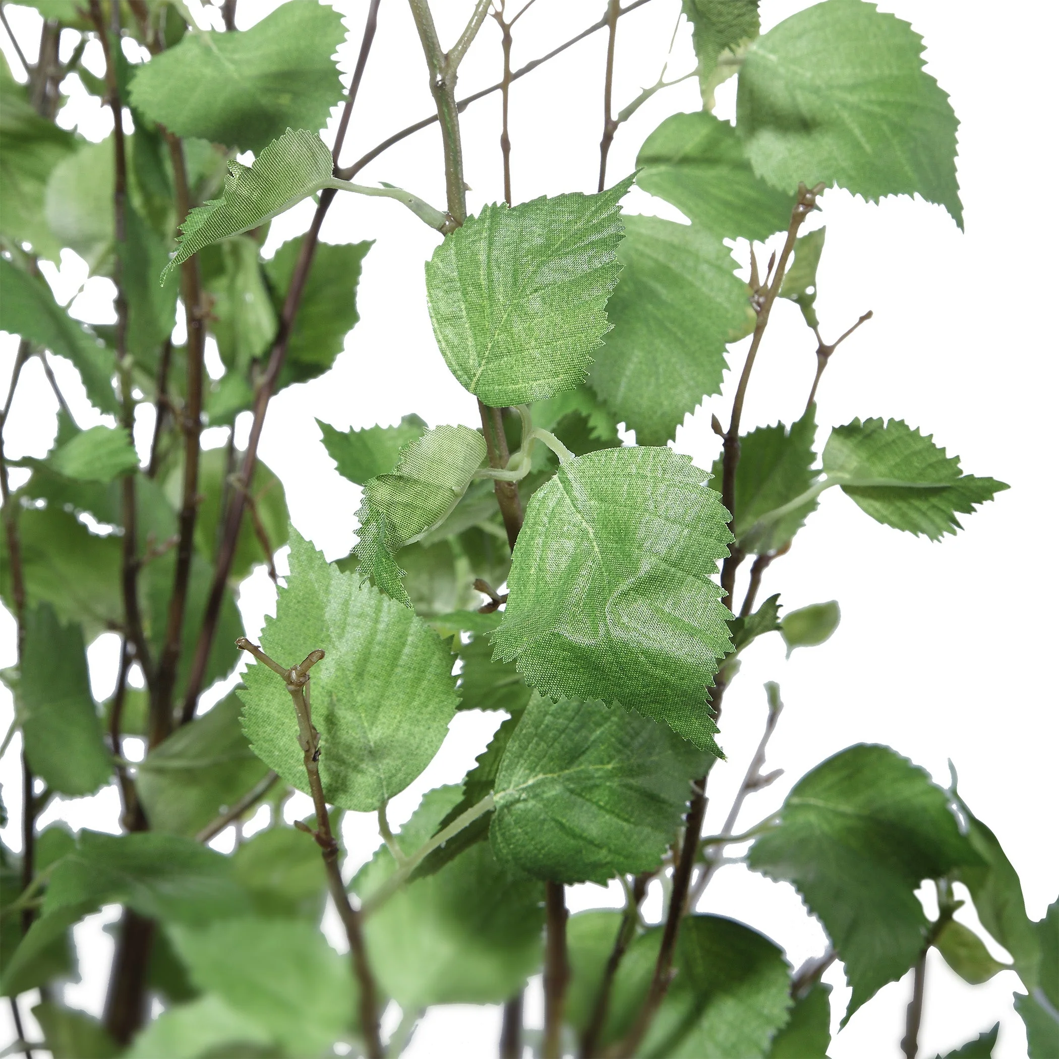 Aldis Potted River Birch - Image 8