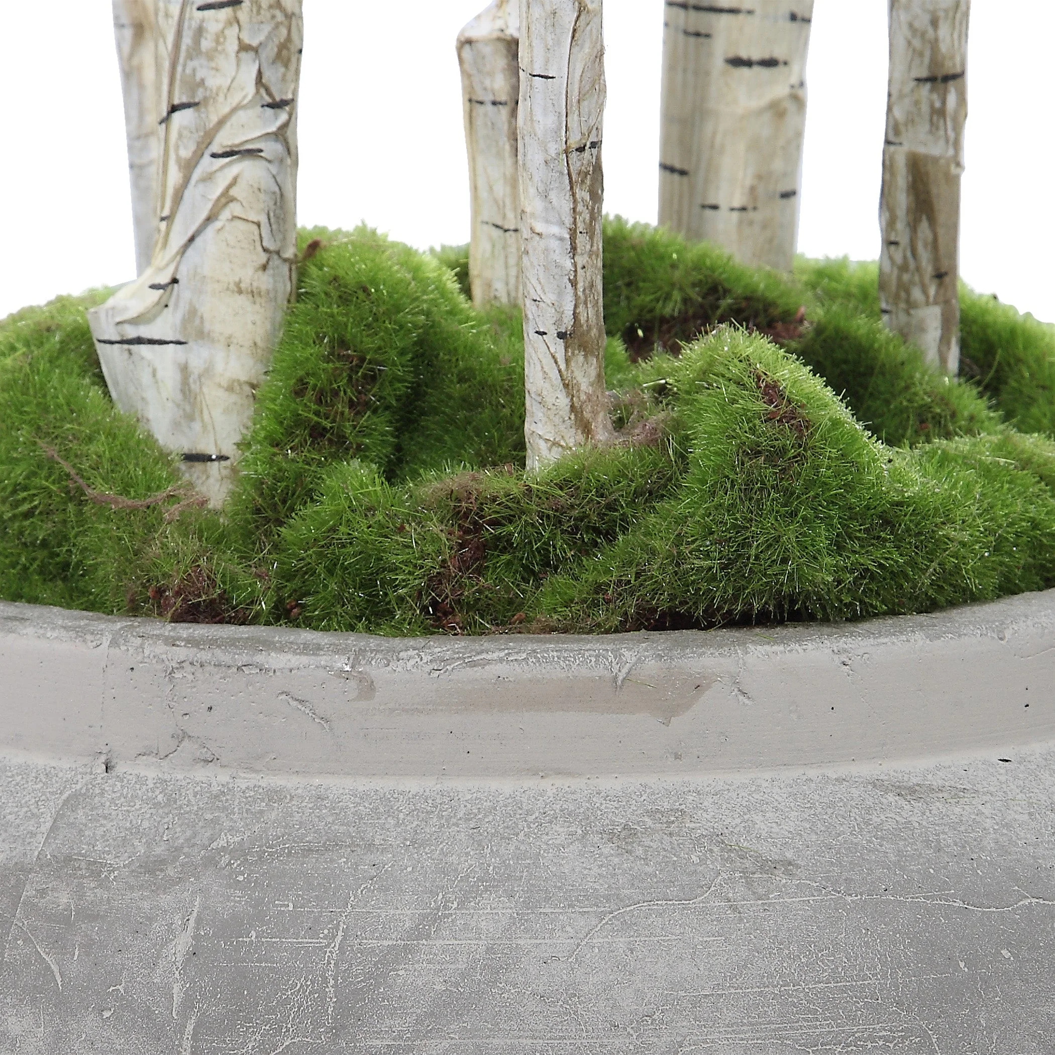 Aldis Potted River Birch - Image 9