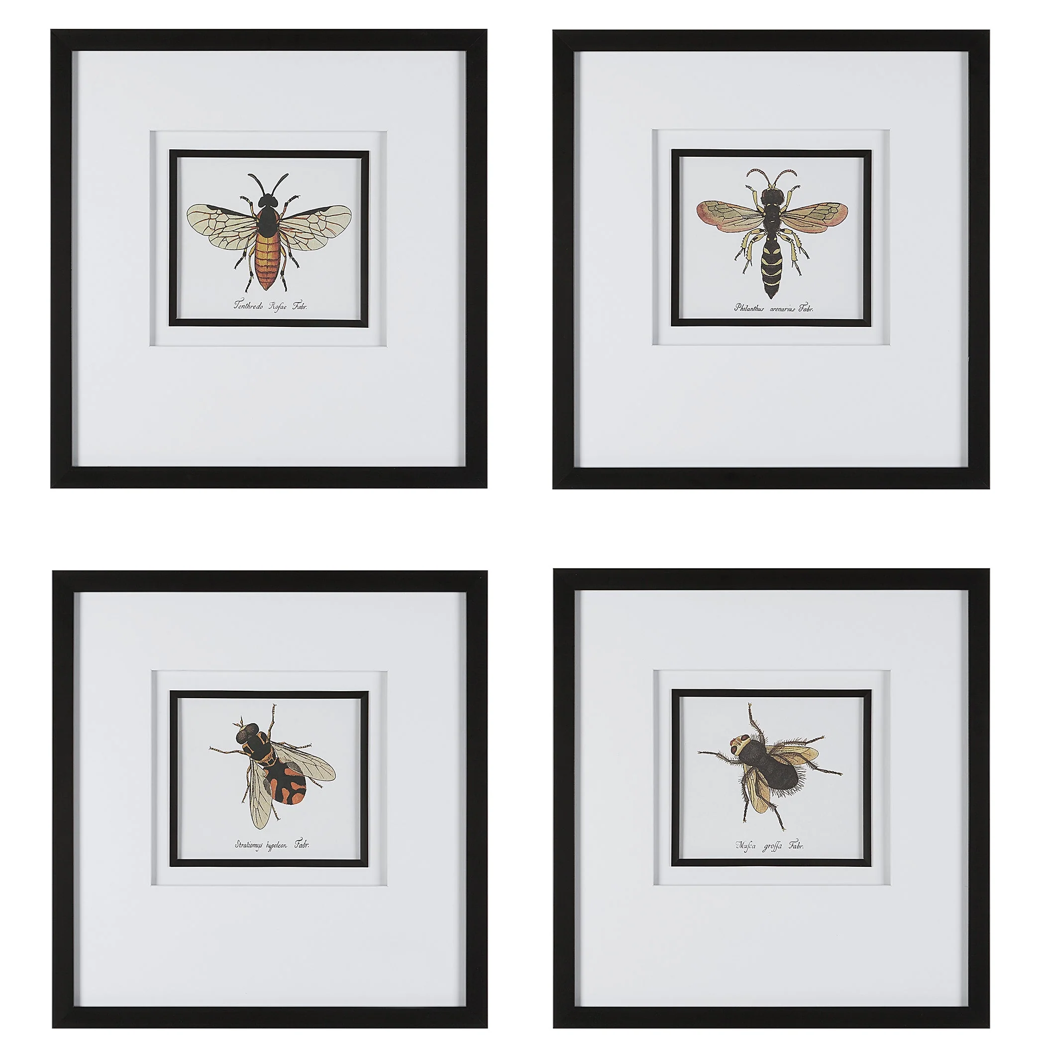 Anthophila Framed Prints, S/4