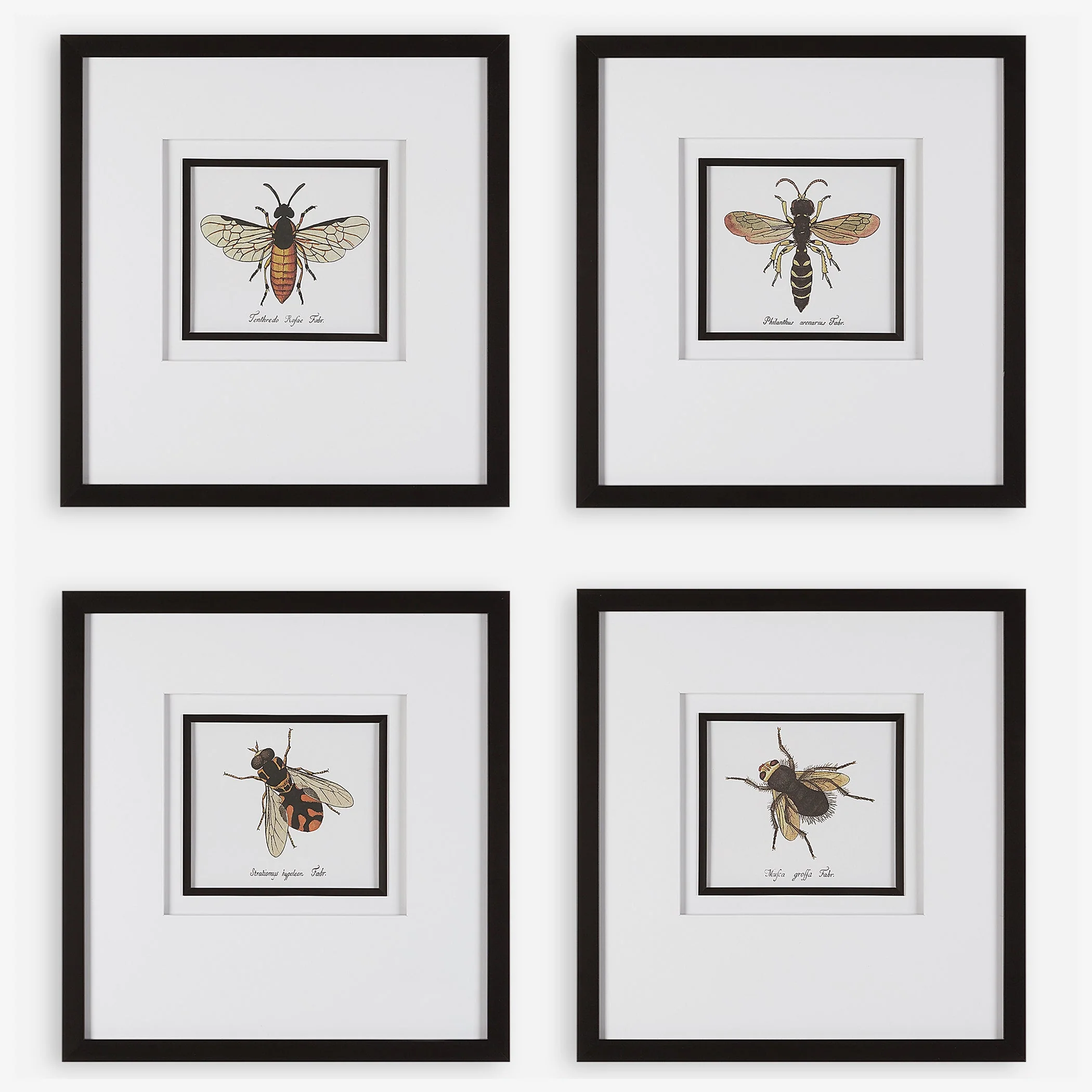 Anthophila Framed Prints, S/4 - Image 3