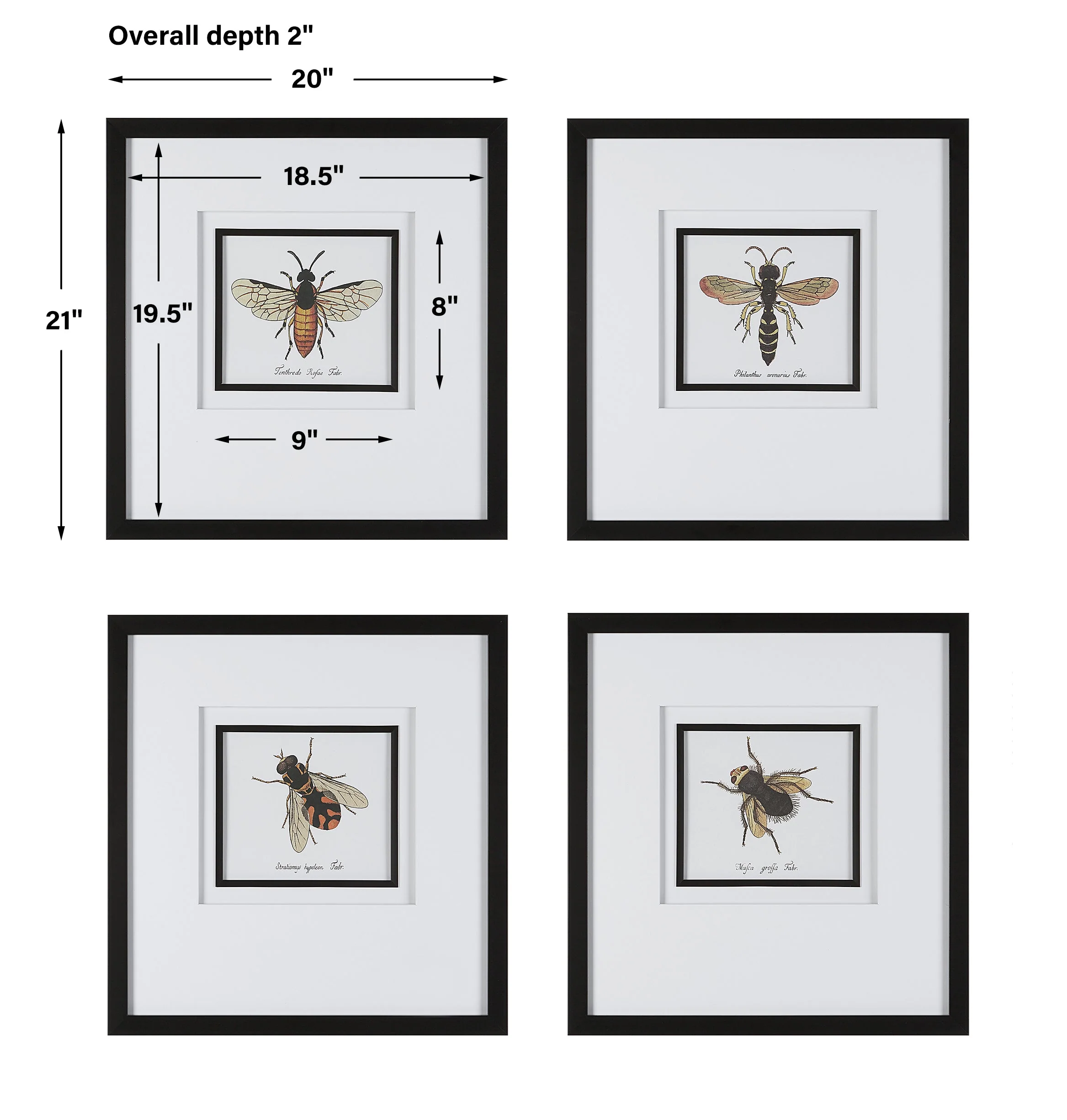 Anthophila Framed Prints, S/4 - Image 5