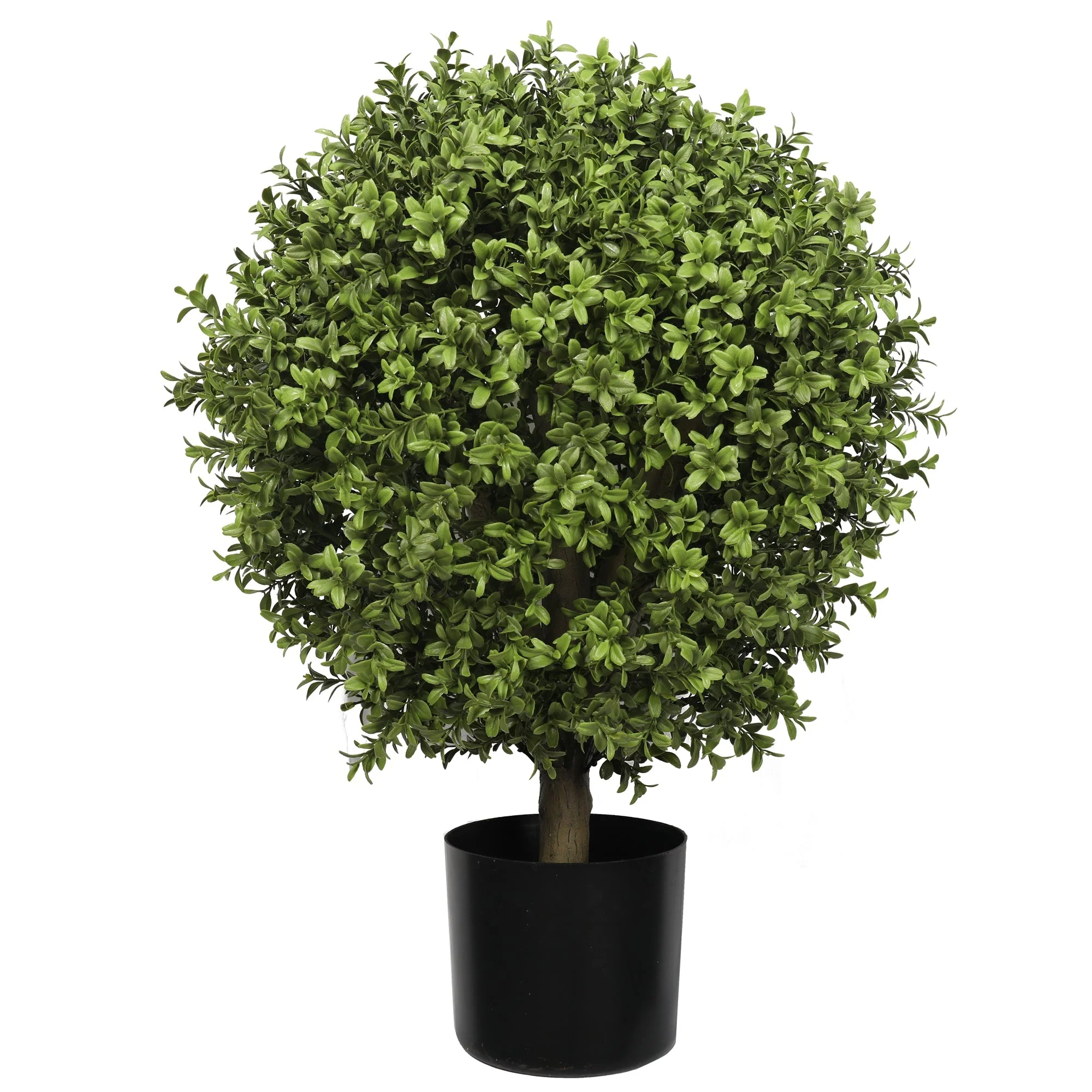 Buxus Ball Tree with Short Trunk 75CM - Image 2