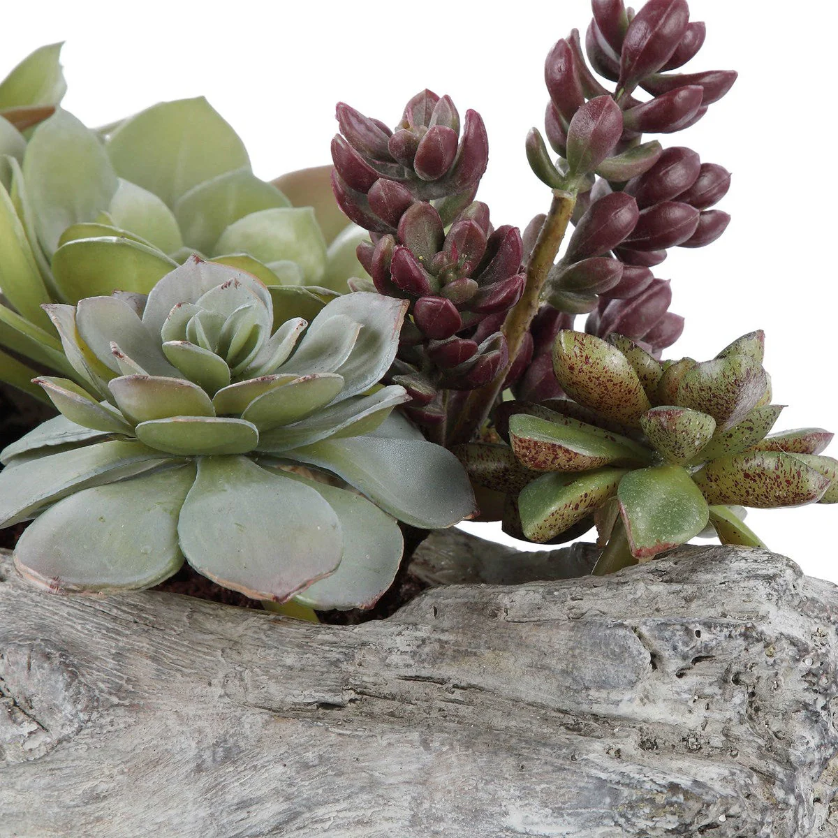 Charita Succulents - Image 3
