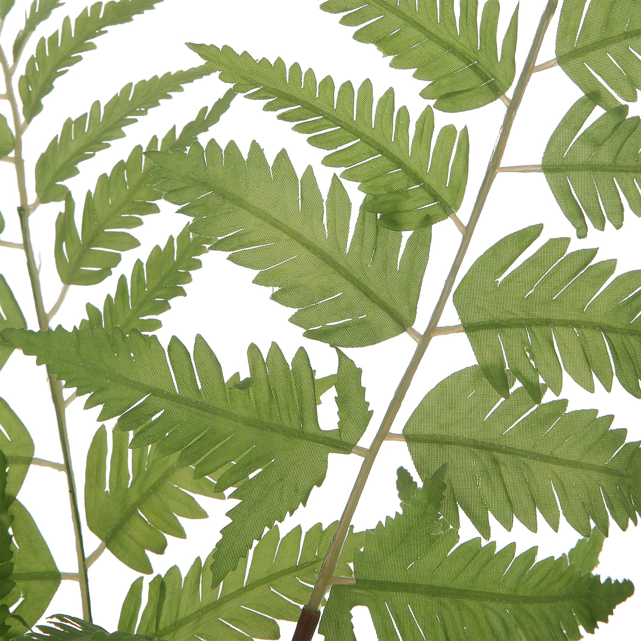 Country Ferns, S/2 - Image 3
