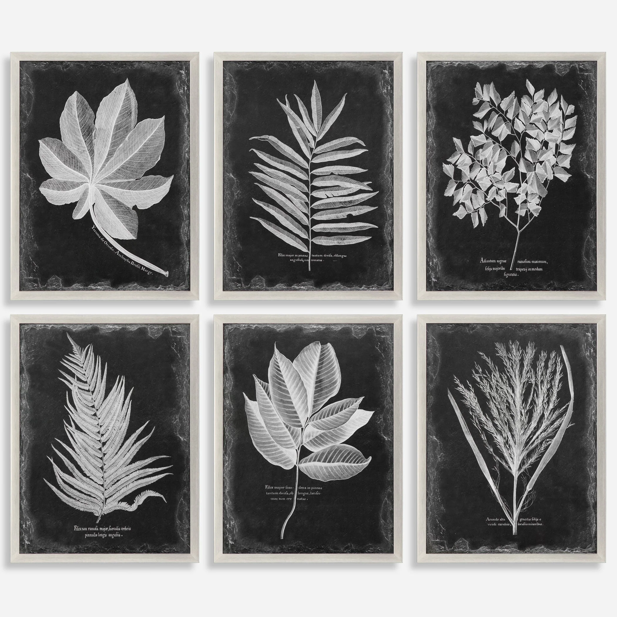 Foliage Framed Prints, S/6 - Image 3