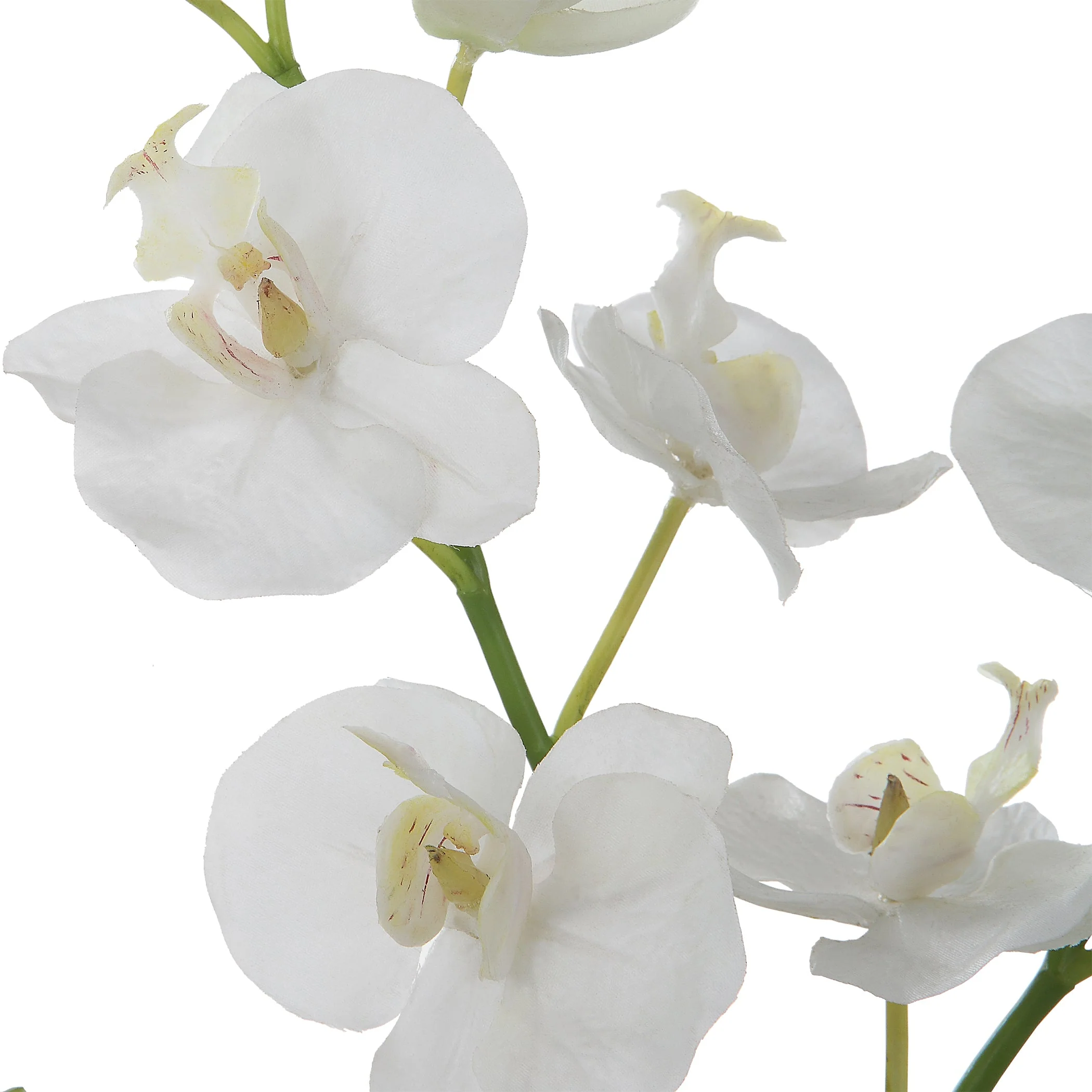Glory Orchid - Image 4