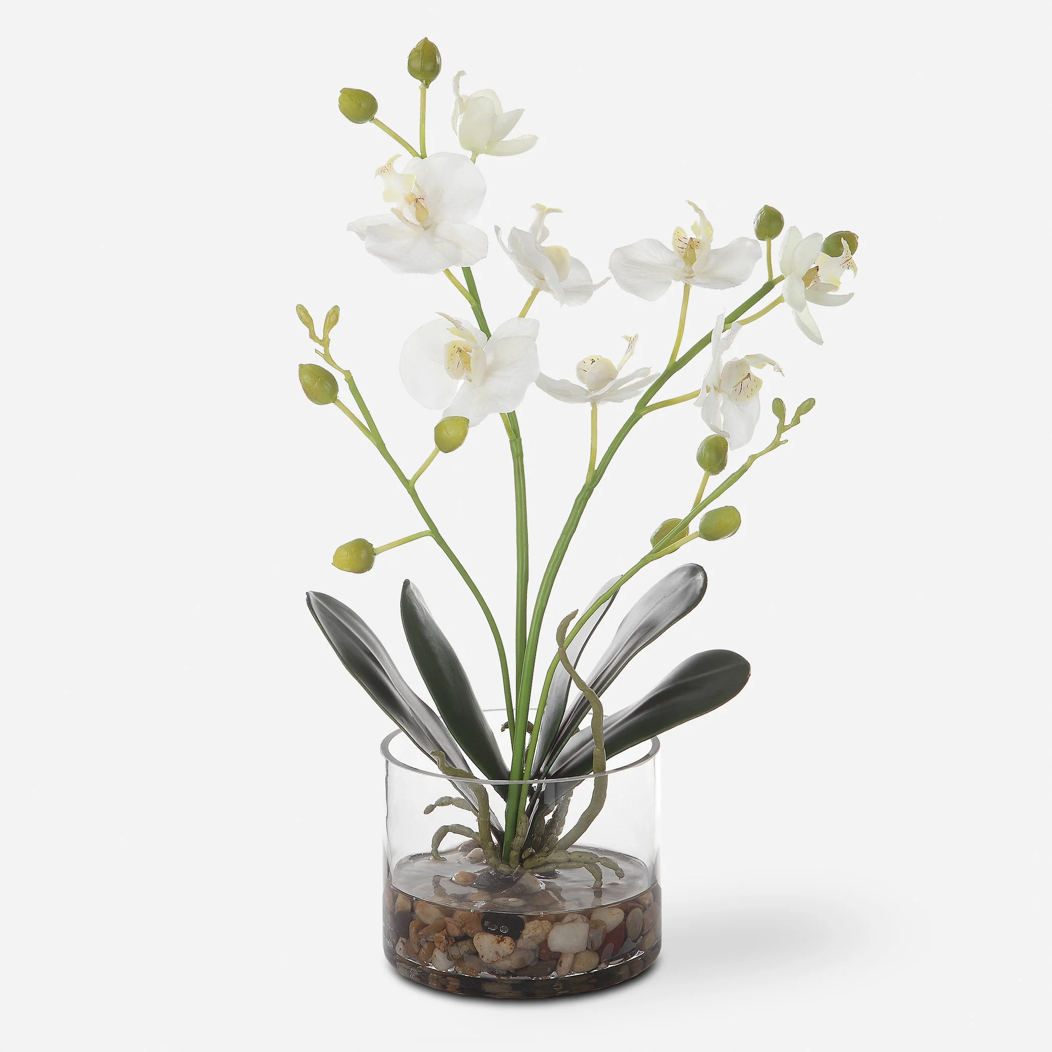 Glory Orchid - Image 5