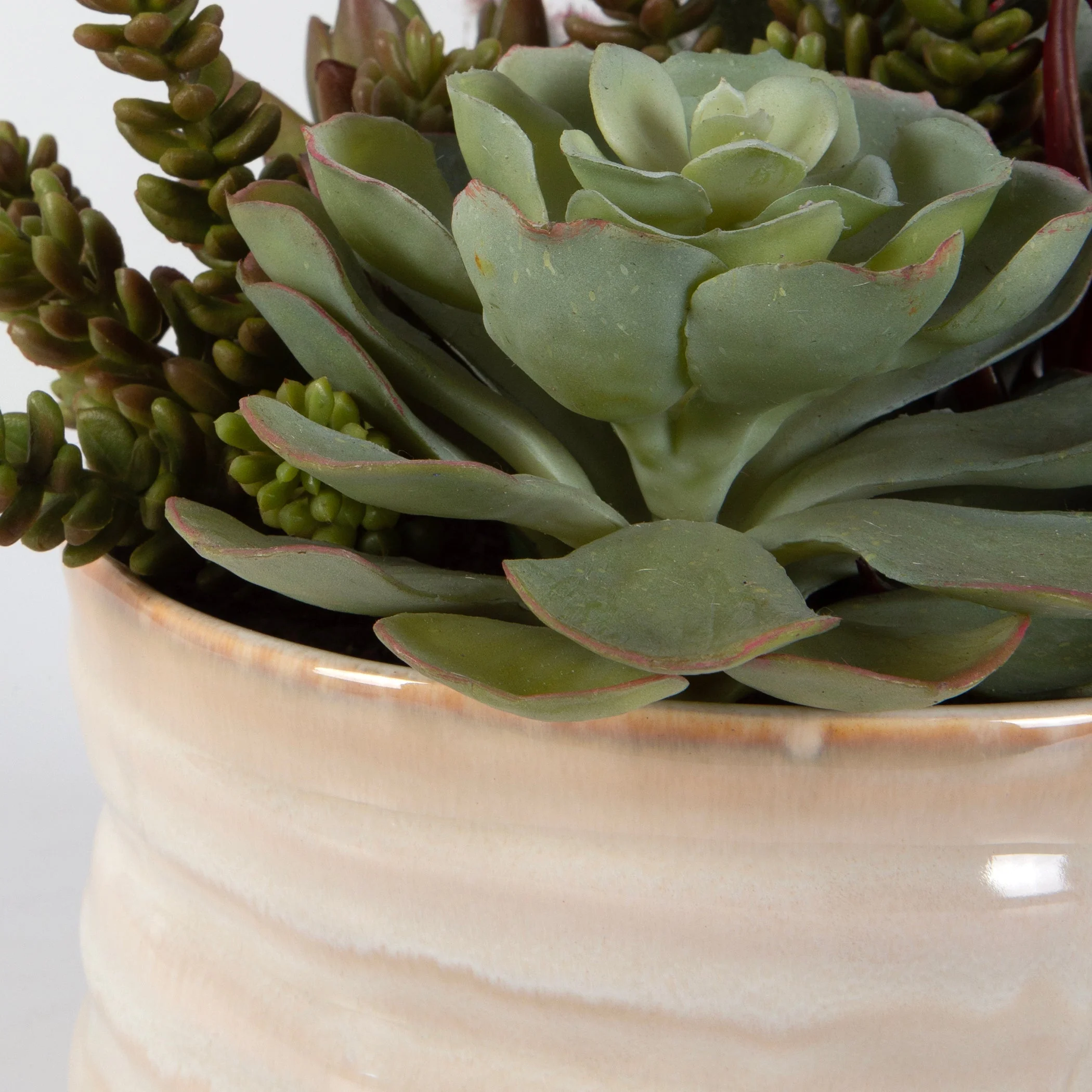 Mesa Succulent Accent - Image 8