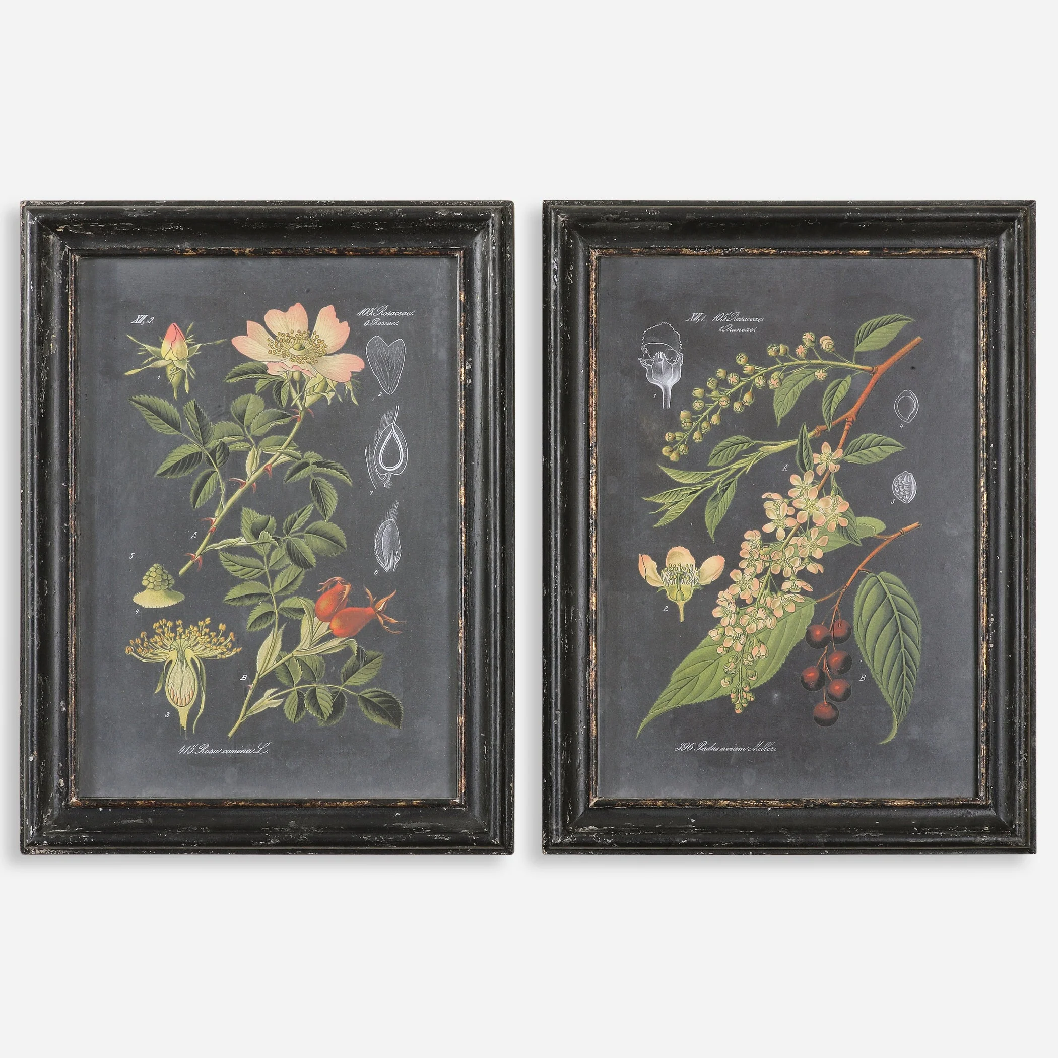 Midnight Botanicals Framed Prints, S/2 - Image 2