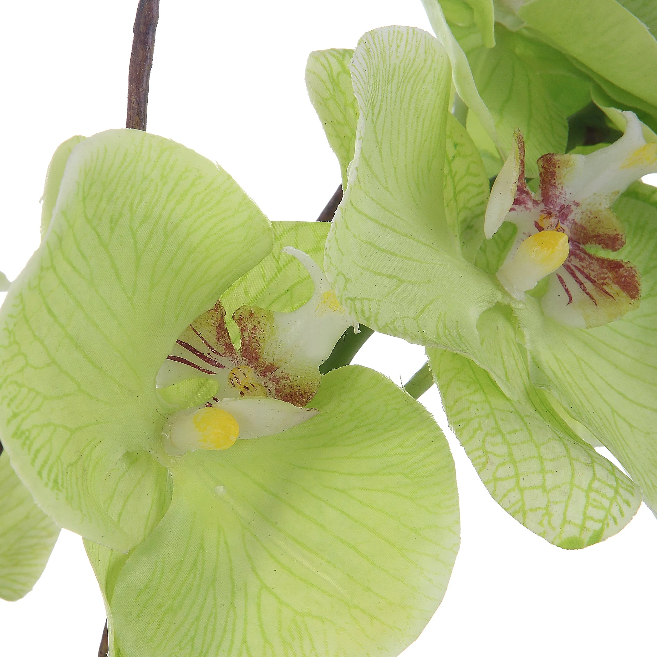 Valdive Orchid - Image 4